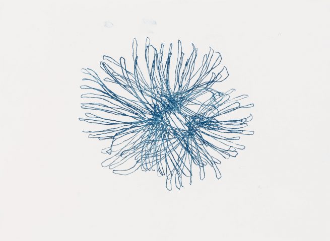 eucalyptus lehmannii n°1