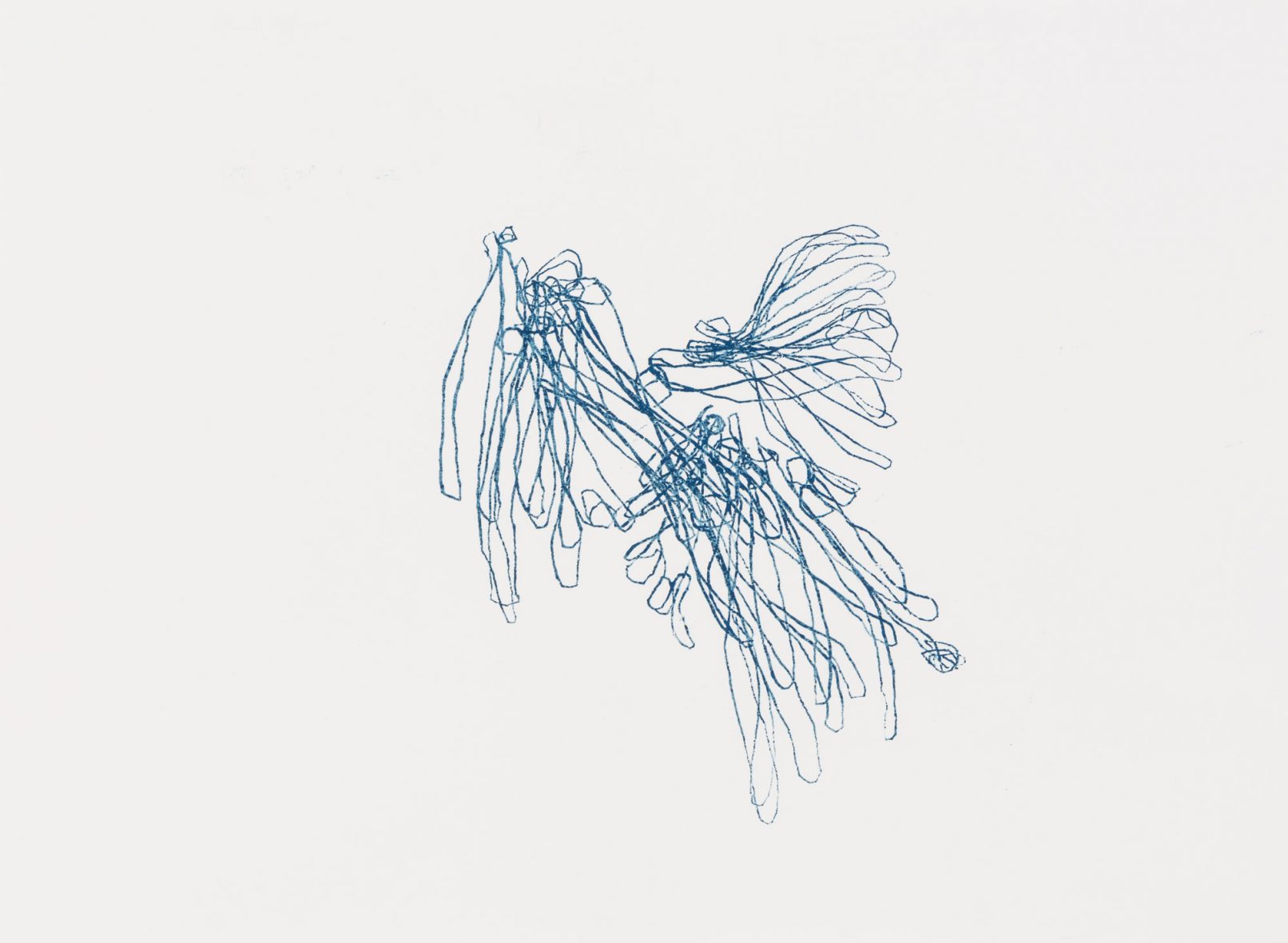 eucalyptus lehmannii n°3