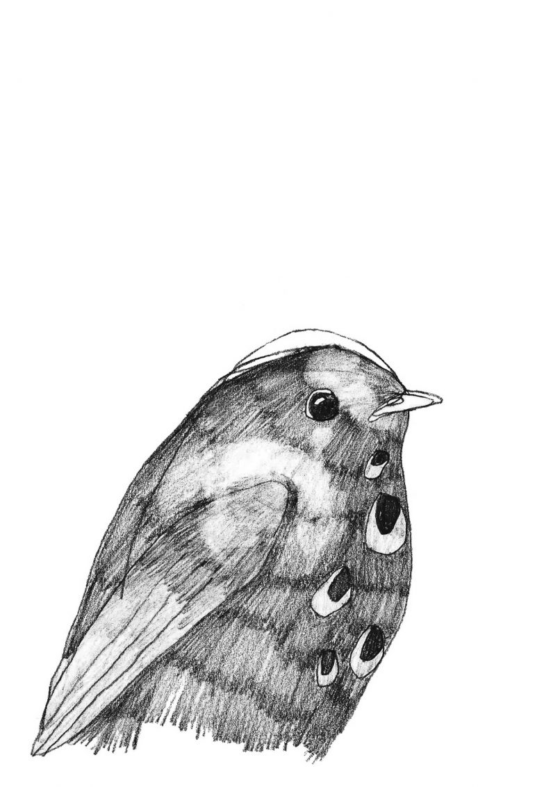 3g_suesservogel_illu