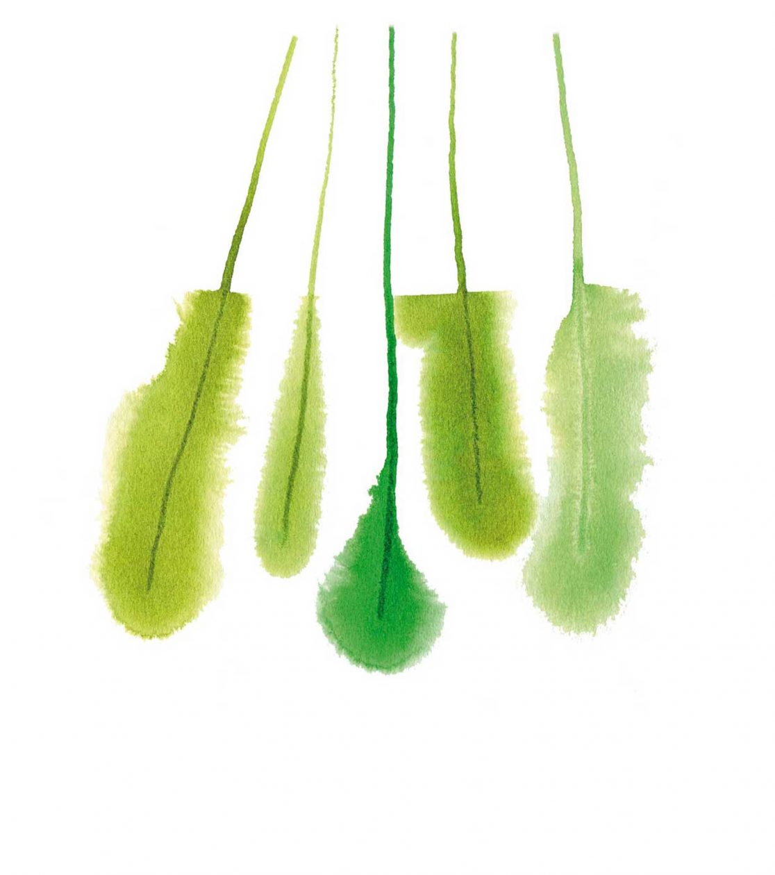 5b_gruene-federchen_illu