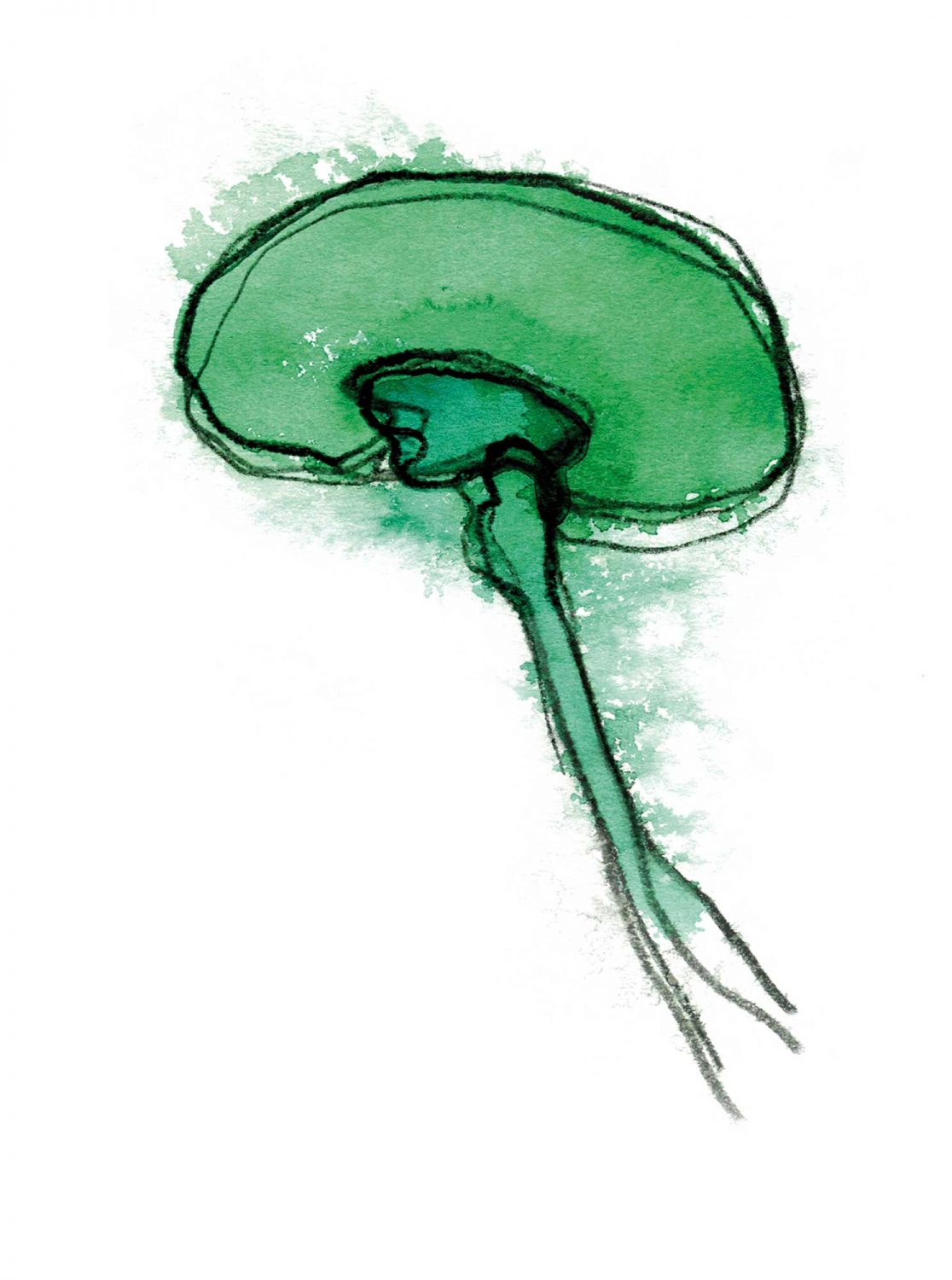 5n_komplexes-gehirn_illu